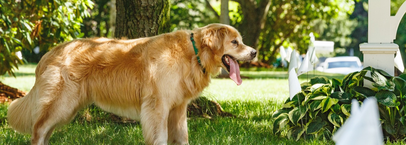 DogWatch of Central Oklahoma, Blanchard, Oklahoma | Outdoor Hidden Dog Fences Slider Image