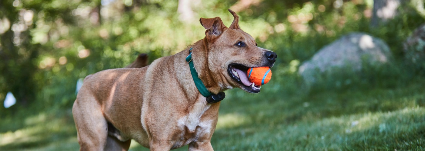 DogWatch of Central Oklahoma, Blanchard, Oklahoma | ProFenceX Slider Image